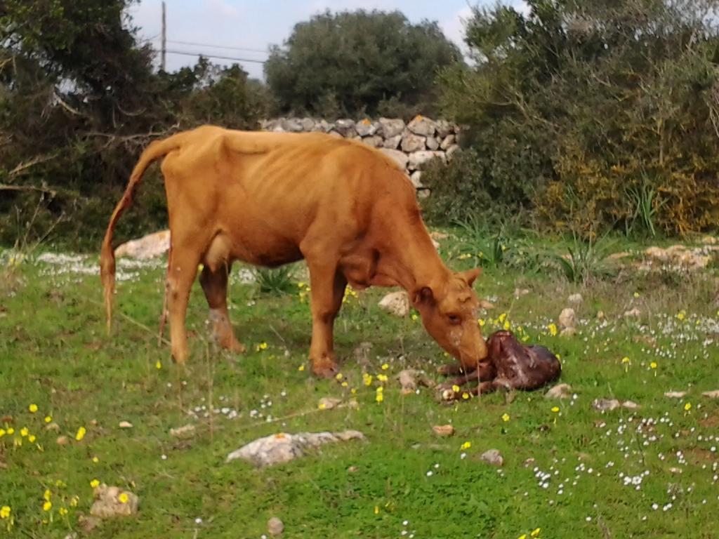 Es Barranco Séjour à la campagne